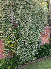 HIGH GARDEN - Parquizaciones y Jardinería en La Plata y Alrededores